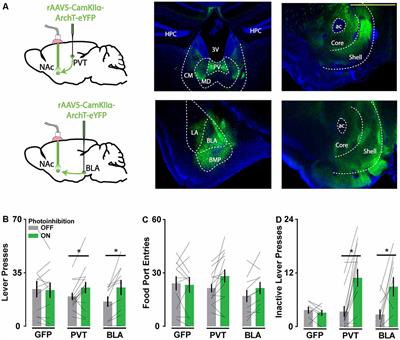 Off-Target Influences of Arch-Mediated Axon Terminal Inhibition on Network Activity and Behavior